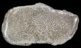 Large Polished Agatized Dinosaur Bone Section - #38811-1